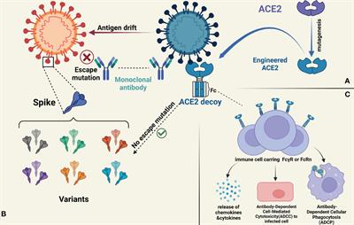 Engineered soluble ACE2 receptor: Responding to change with change